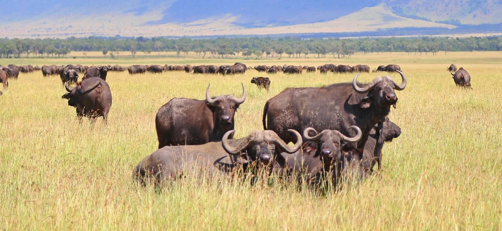 Wildlife-in-Ngorongoro-Conservation-Area-1