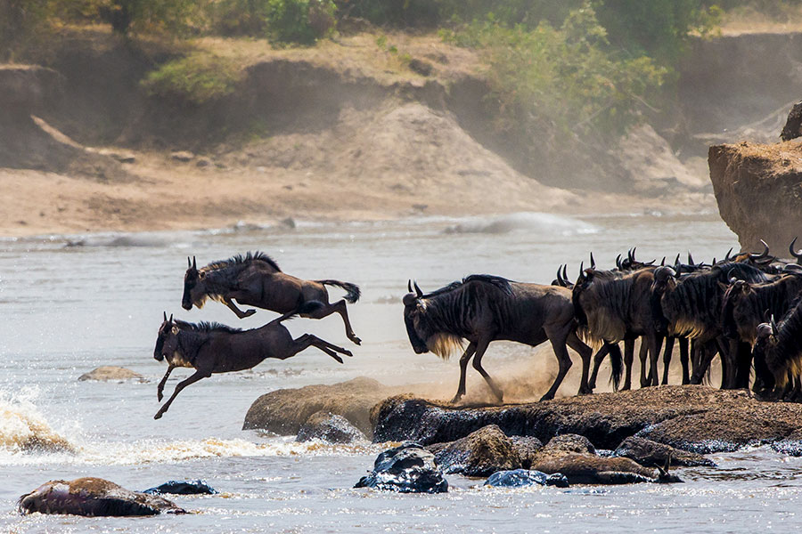 A262-900x600-Wildebeest-jumping-into-Mara-River-Great-Migration-Kenya-Tanzania-65138518_xxl