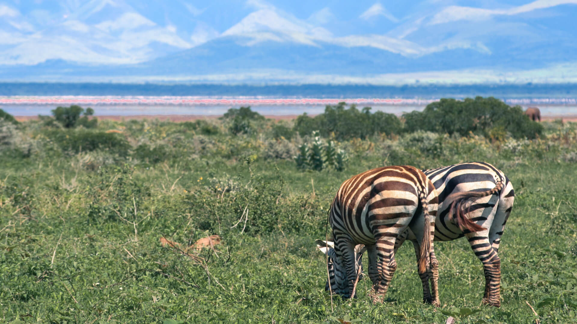 Two-zebra-at-Lake-Manyara-Arusha-Tanzania (1)
